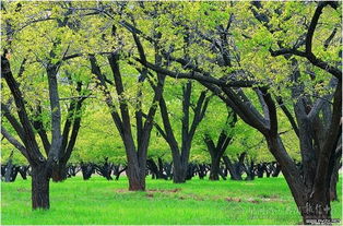树弟的空地：一片待耕种的绿洲