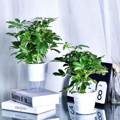 室内植物的神奇魔法