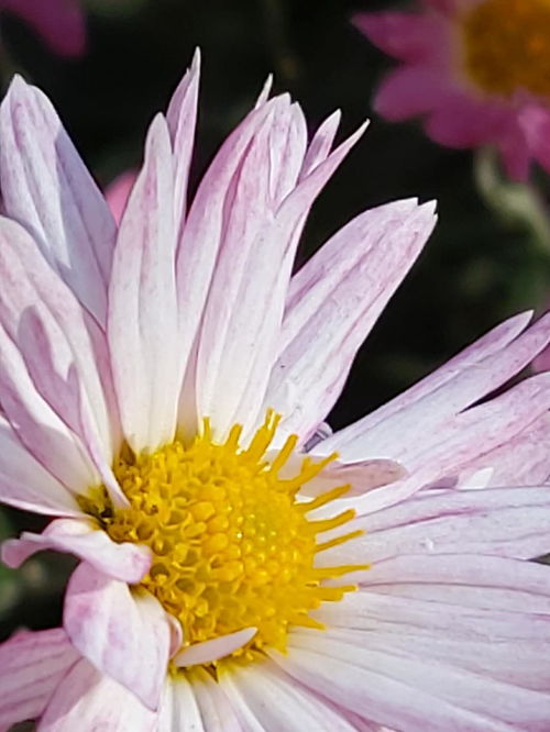 野坝子：花期长，流蜜期短暂