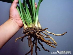 修剪兰花残枝后，如何进行封口处理