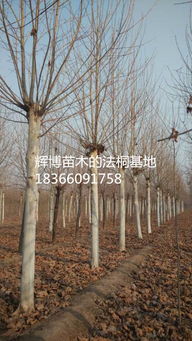 黑松的价格之谜