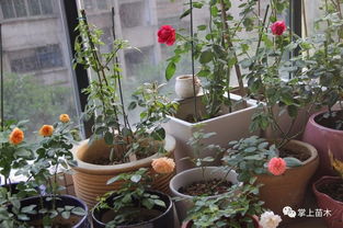 阳台养花注意事项