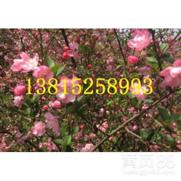 光福梅花桂花香雪海潭东苗木基地
