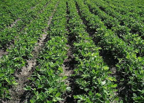 春季施肥的技巧