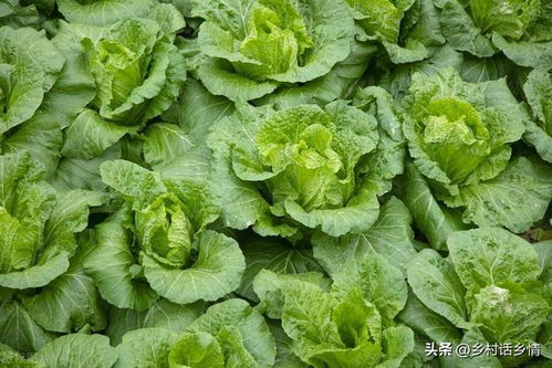 花生田地老虎防治小秘诀