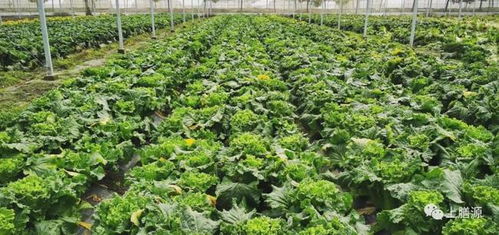 低毒农药， 保障平安