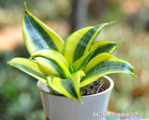 虎皮兰换盆技巧和养护方法详解，如何让虎皮兰生长更旺盛