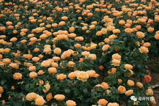 水溶性速效肥与长效肥的搭配