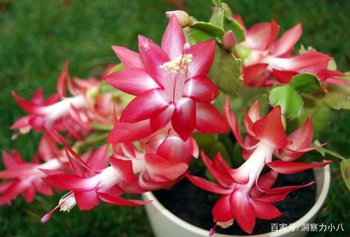 修剪方法要正确