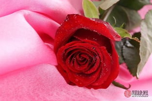 玫瑰花摆放， 有讲究