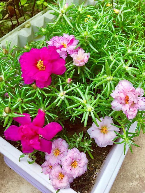 夏季草本植物大观园