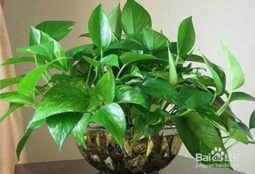 绿萝——生命力顽强，净化高手