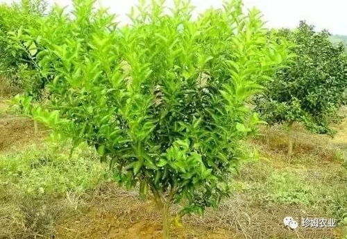 崂山耐冬小苗如何修剪？何时才能开花结果