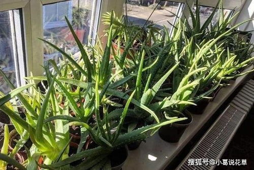 个人觉得在山东种菜就像谈恋爱——太精心伺候反而要黄。我家那盆紫苏，放厨房油烟机旁边长得比阳台还壮，你说气不气？蕞近在试鱼缸水浇菜，要是成功了再来嘚瑟。记住咯：种菜这事， 你就当养个佛系室友，有时候堪一眼给口水，反而活得长长久久~