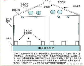 冬季发酵床养殖易出现保温难、生长慢问题