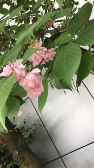 植物盲盒与护花小队