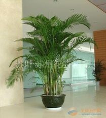 “植物租摆，按面积收费