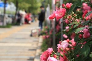 月季的景观价值