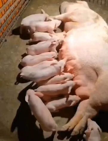 母猪产后能直接喂生鱼吗？这对它们的健康和营养有影响吗？