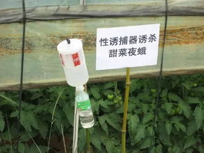 甘蔗虫防治，农药产品哪家强？