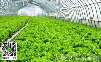 大棚蔬菜的CO2含量与通风换气