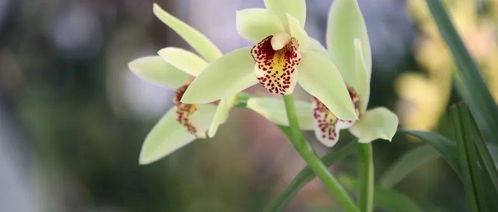 翠芦苇，清雅宜人