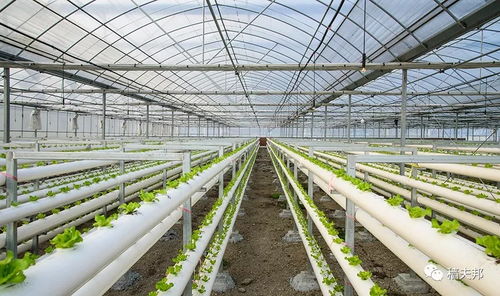 金针菇种植过程中，如何控制温度和湿度以获得最佳产量