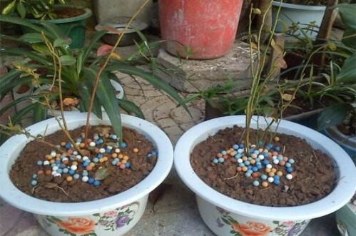蓝莓种植时如何根据蓝莓配土方法选择合适的种植土壤及配比