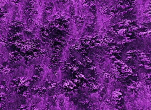 紫色慕莎月季的优缺点揭秘