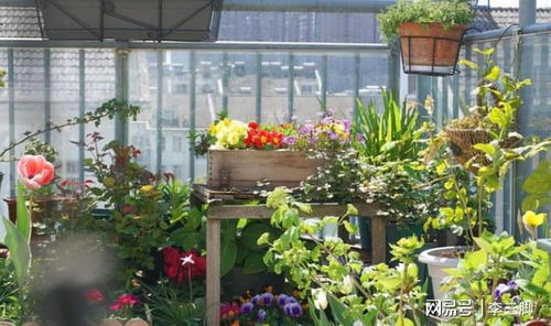 阳台养花，你选对植物了吗？