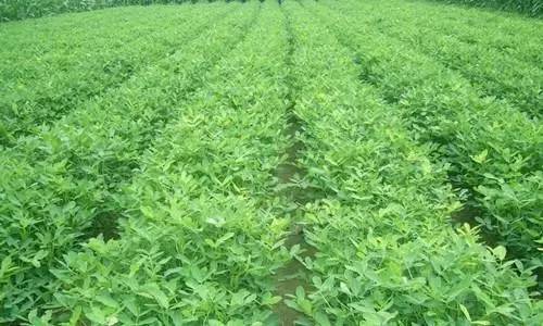 花生播种的最佳时间是什么季节？不同地区有何差异