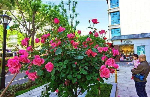 花开正浓， 满城皆是美景