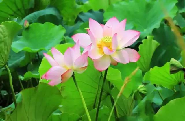 荷花绽放的季节，你知道吗？