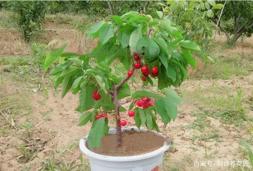 樱桃种子发芽，快则7天慢则半年