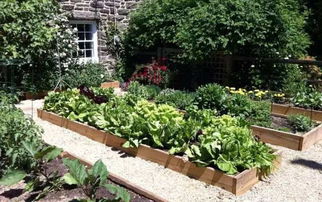 适合种植的花种