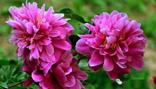 芍药花，花中皇后