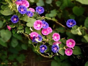 梗换盆土：为喇叭花提供肥沃的土壤