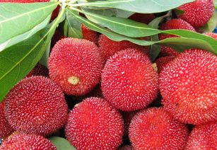 育苗土惊天骗局