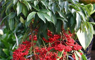 富贵籽， 移动的红灯笼