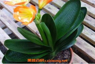 君子兰怎么养好？有哪些养殖方法和注意事项