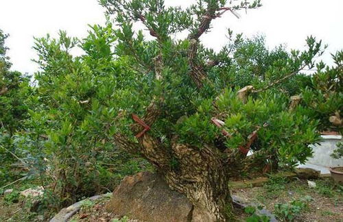 雪松的土壤和栽植时间