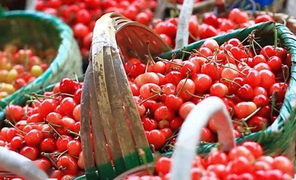 防治方法：参考樱桃褐斑病