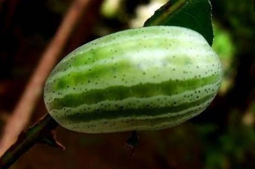 西瓜虫Neng用吡虫啉吗