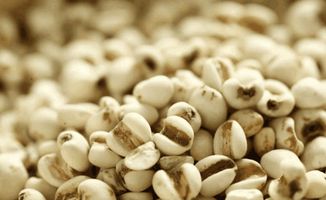 薏米的种植技巧