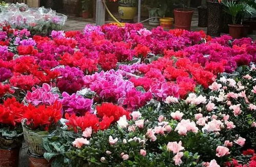 广东的美丽花朵，你认识多少？