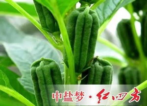 白三叶草播种：撒播、条播、穴播