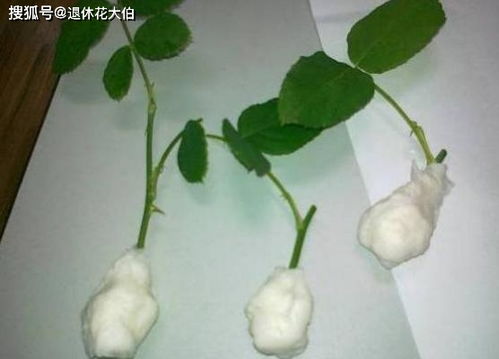 虎皮兰扦插方法详解，新手也能轻松学会