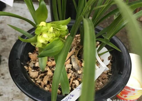兰花上盆后多久喷多菌灵