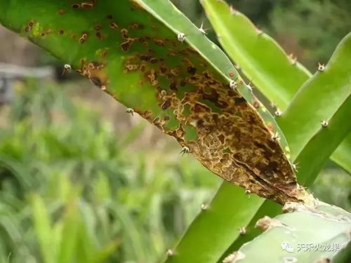 北方种植火龙果，需关注温度、土壤、肥水、修剪等关键因素