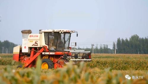 拔节期与孕穗期